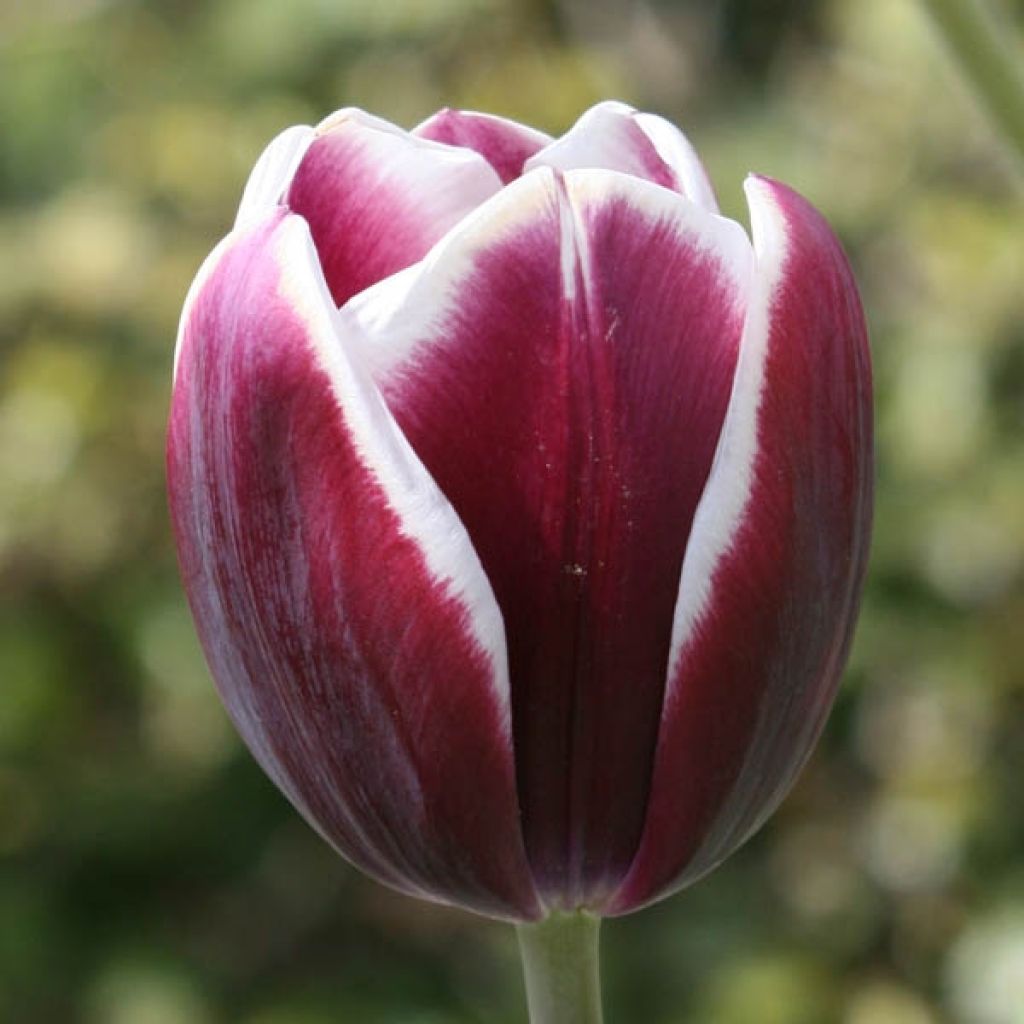 Triumph-Tulpe Fontainebleau