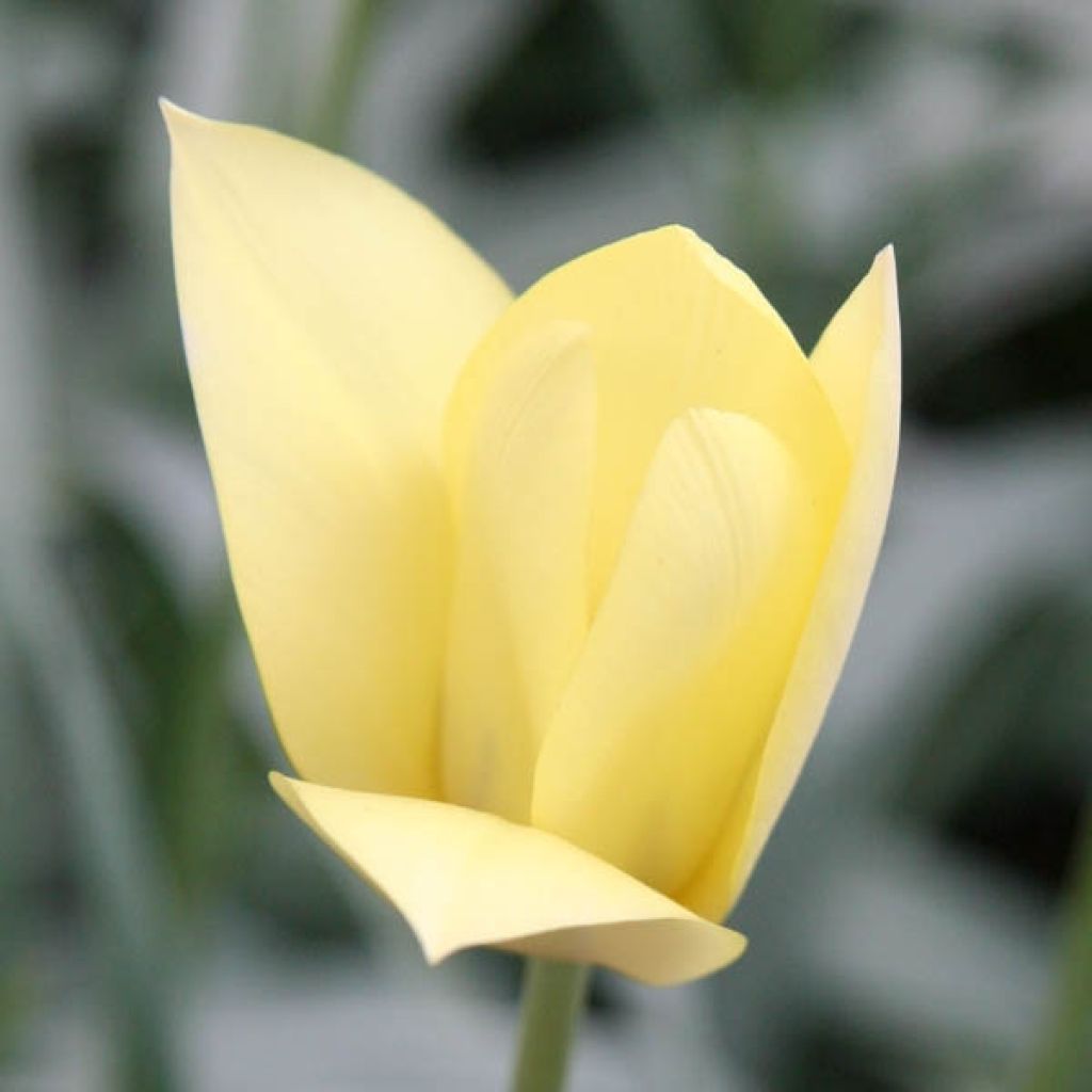 Tulipa clusiana Honky Tonk - Clusius-Tulpe