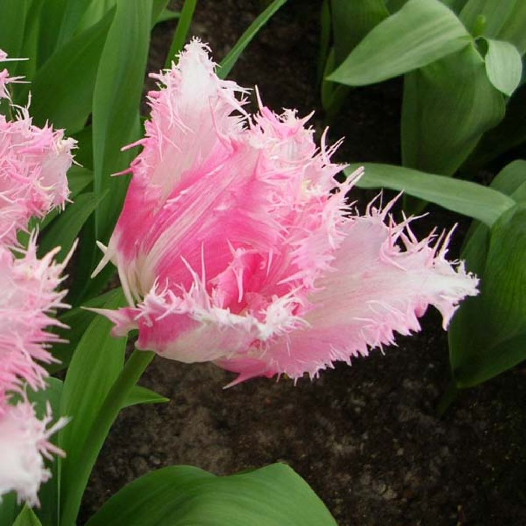 Gefranste Tulpe Huis Ten Bosch