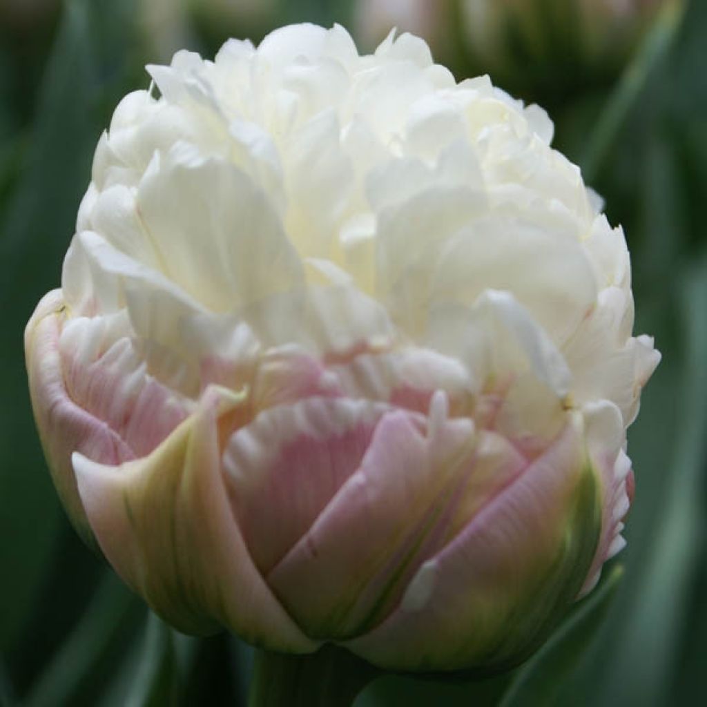 Tulipe Double Ice Cream