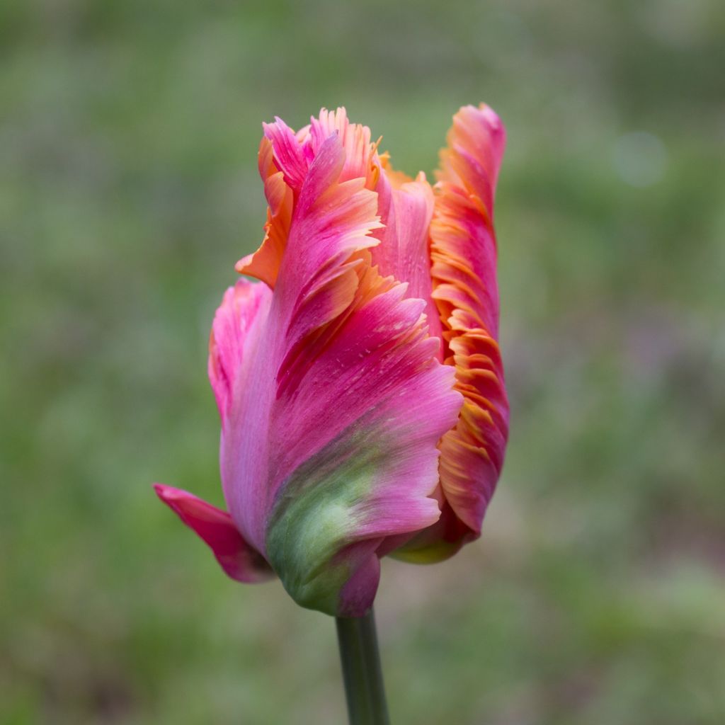 Papageien-Tulpe Amazing Parrot