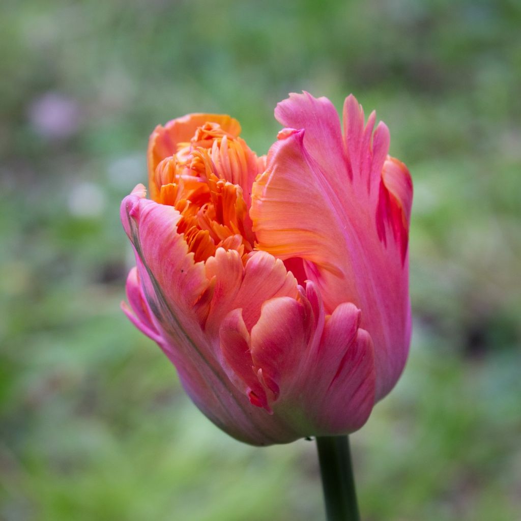 Papageien-Tulpe Amazing Parrot