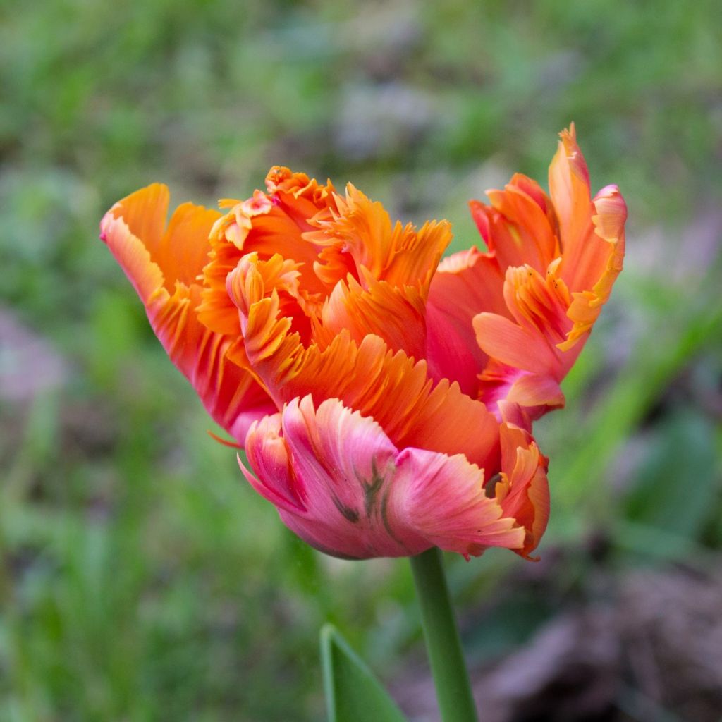 Papageien-Tulpe Amazing Parrot