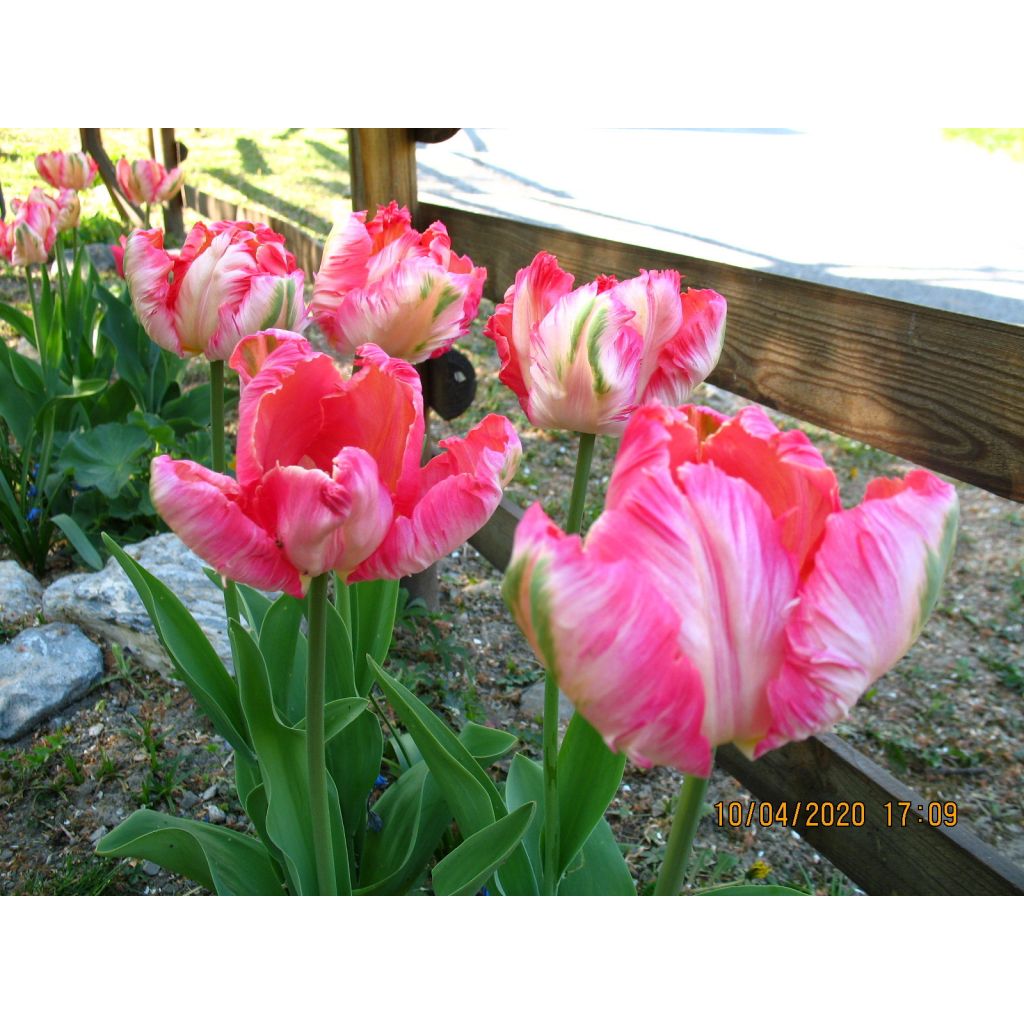 Papageien-Tulpe Apricot Parrot