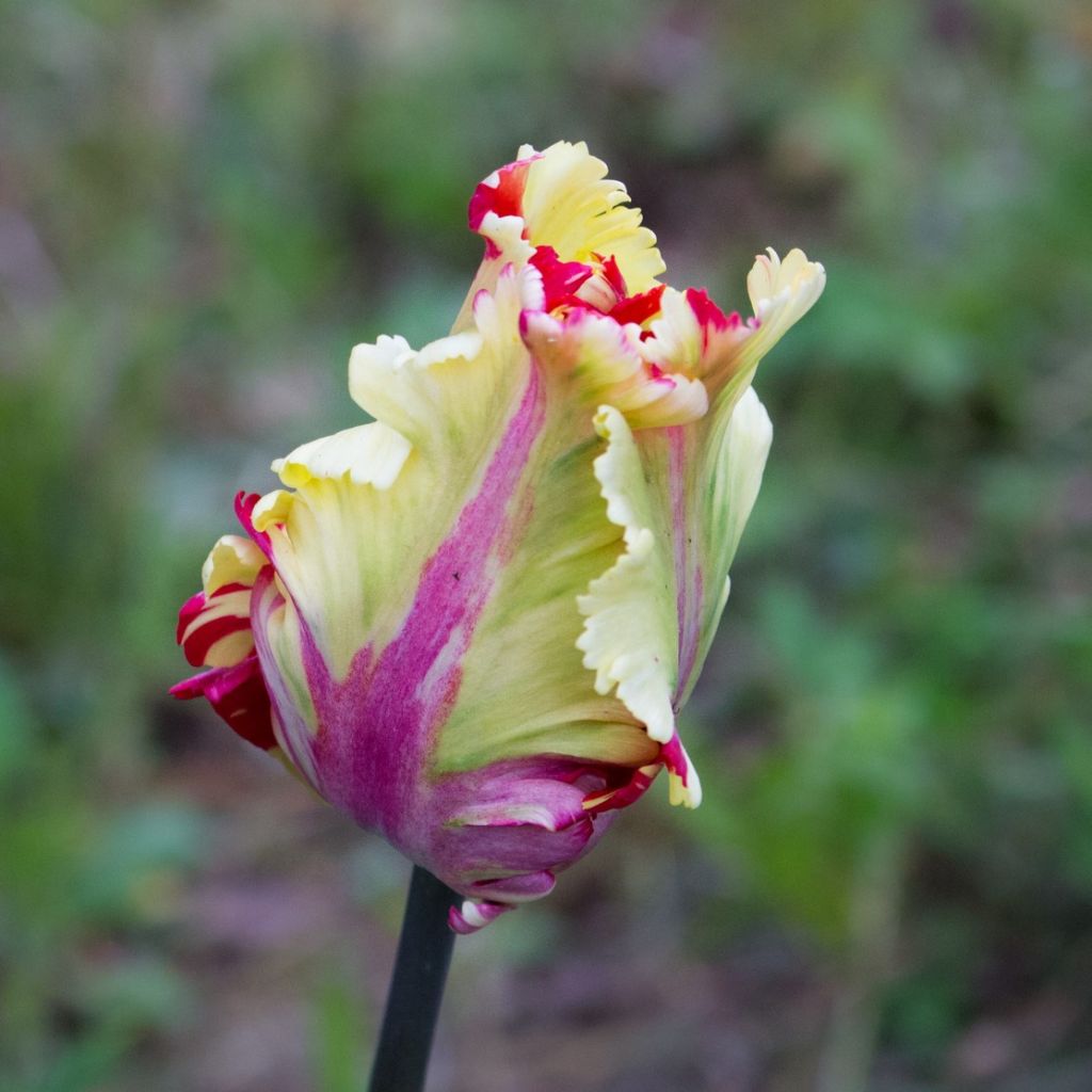 Papageien-Tulpe Flaming Parrot