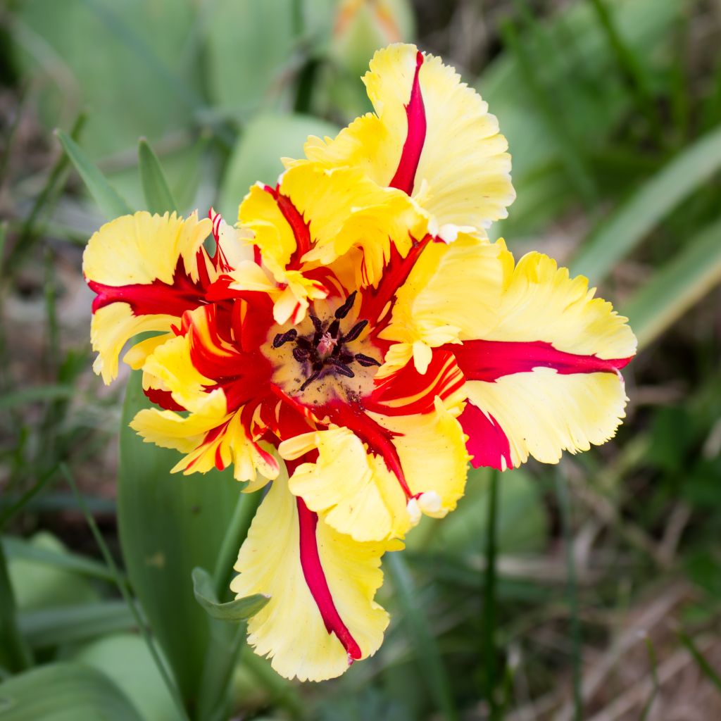 Papageien-Tulpe Flaming Parrot