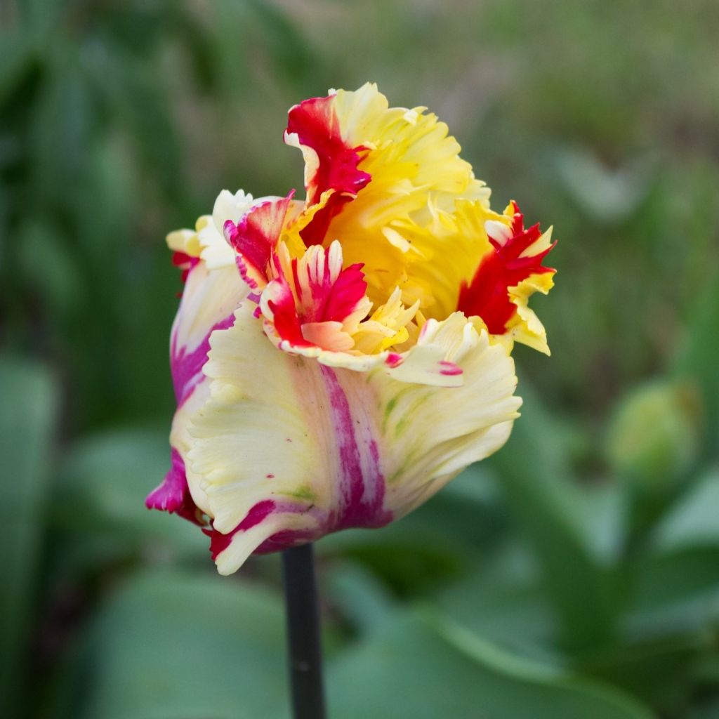 Papageien-Tulpe Flaming Parrot