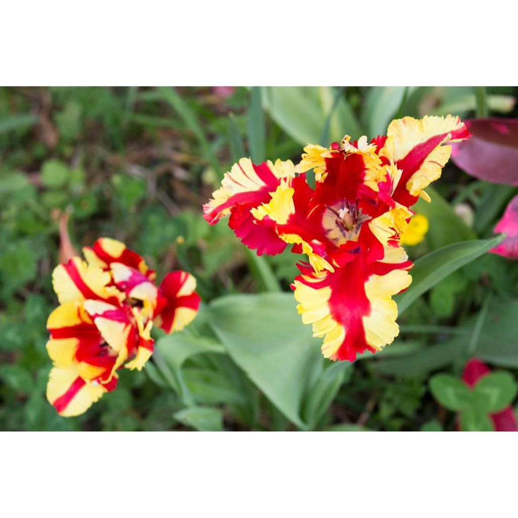 Papageien-Tulpe Flaming Parrot