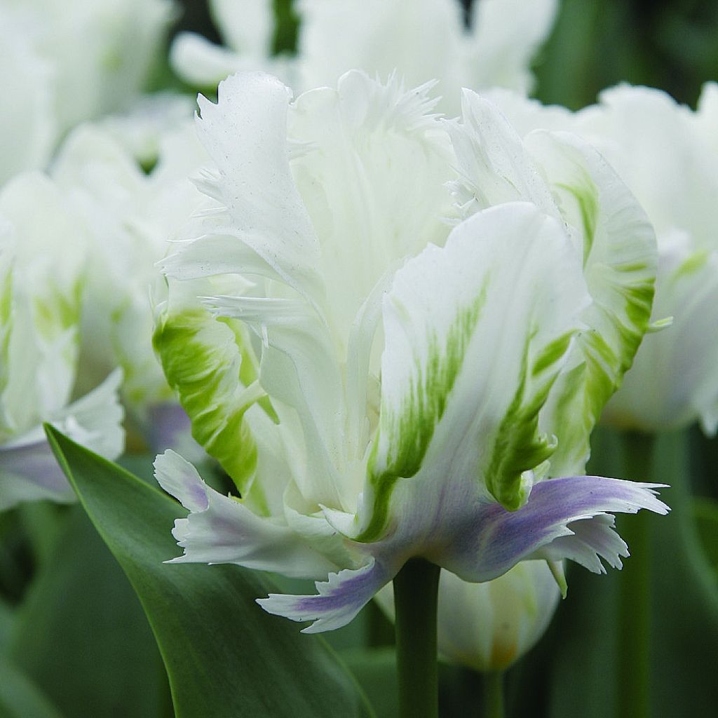 Tulipe Perroquet White Lizzard