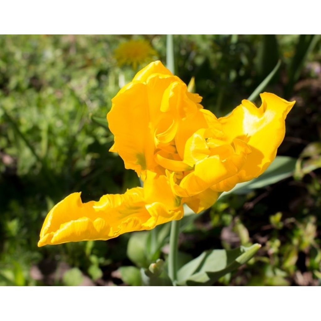 Papageien-Tulpe Yellow Sun