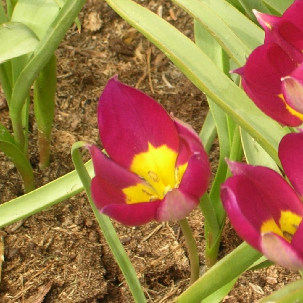 Tulipa humilis var. pulchella Persian Pearl - Niedrige Tulpe