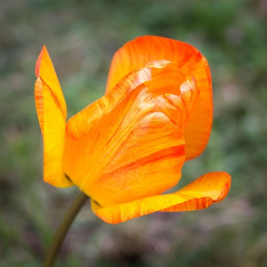 Frühe Einfache Tulpe Generaal De Wet