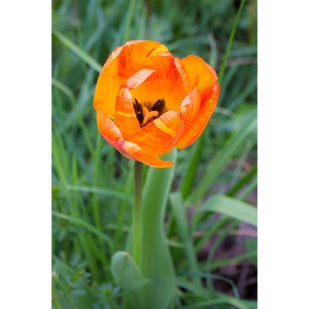 Frühe Einfache Tulpe Generaal De Wet