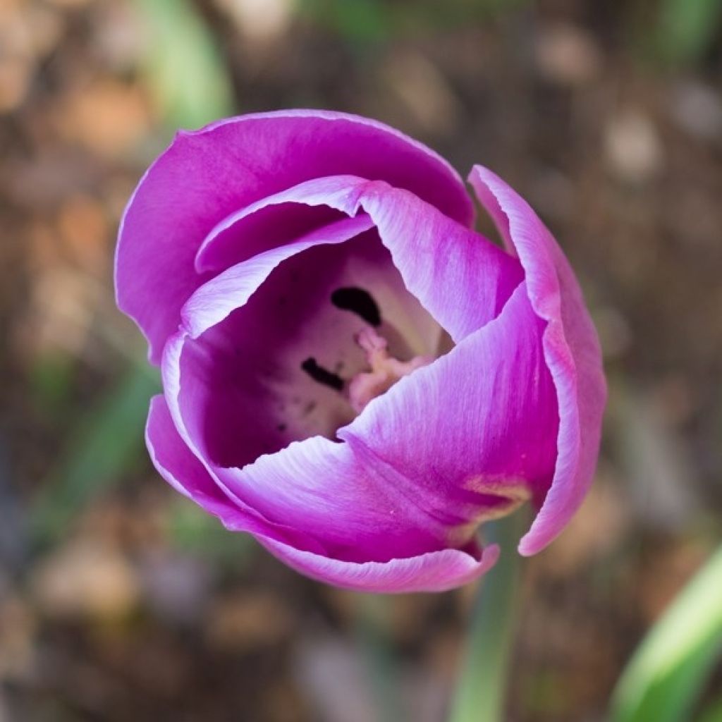 Späte Einfache Tulpe Violet Beauty