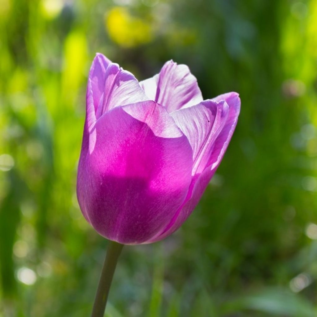 Späte Einfache Tulpe Violet Beauty