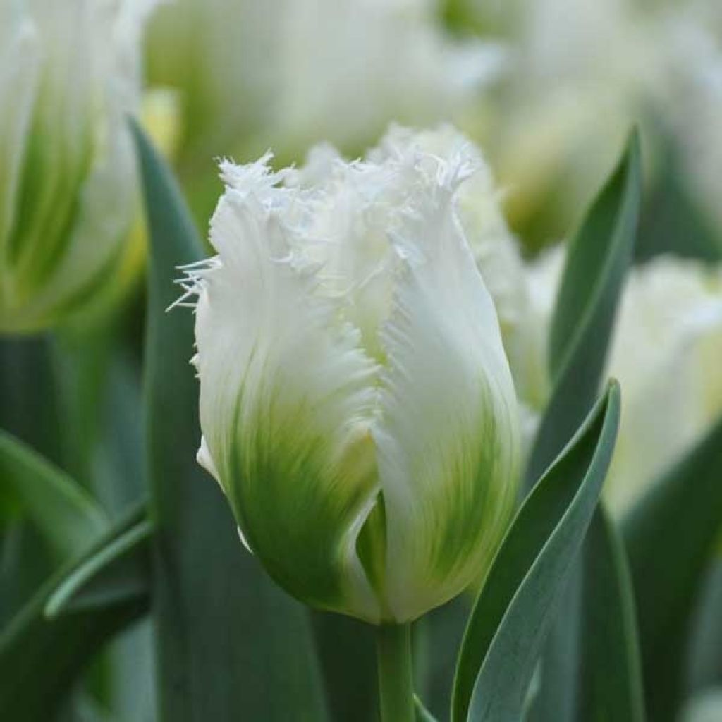 Gefranste Tulpe Snow Valley