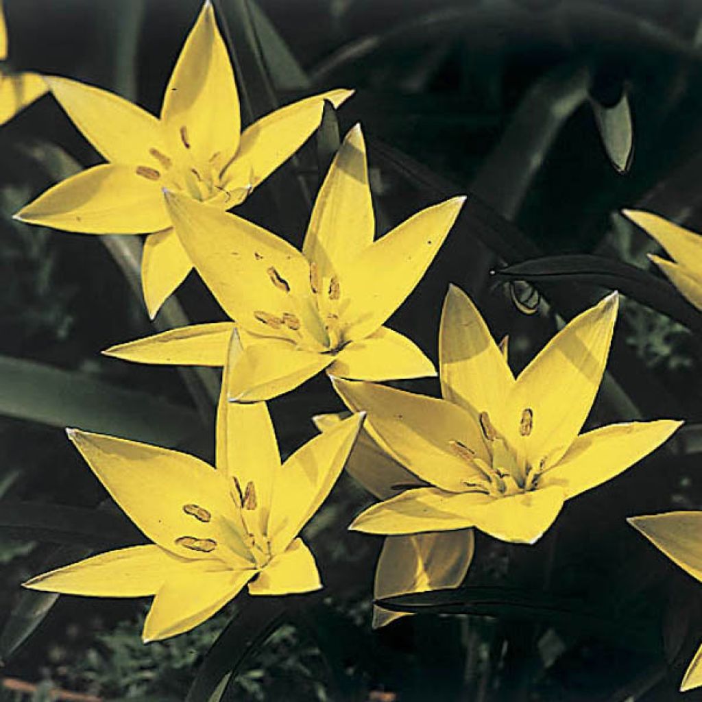 Tulipa sylvestris - Wilde Tulpe