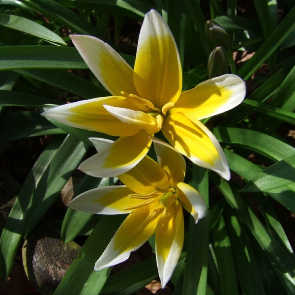 Tulipe botanique tarda