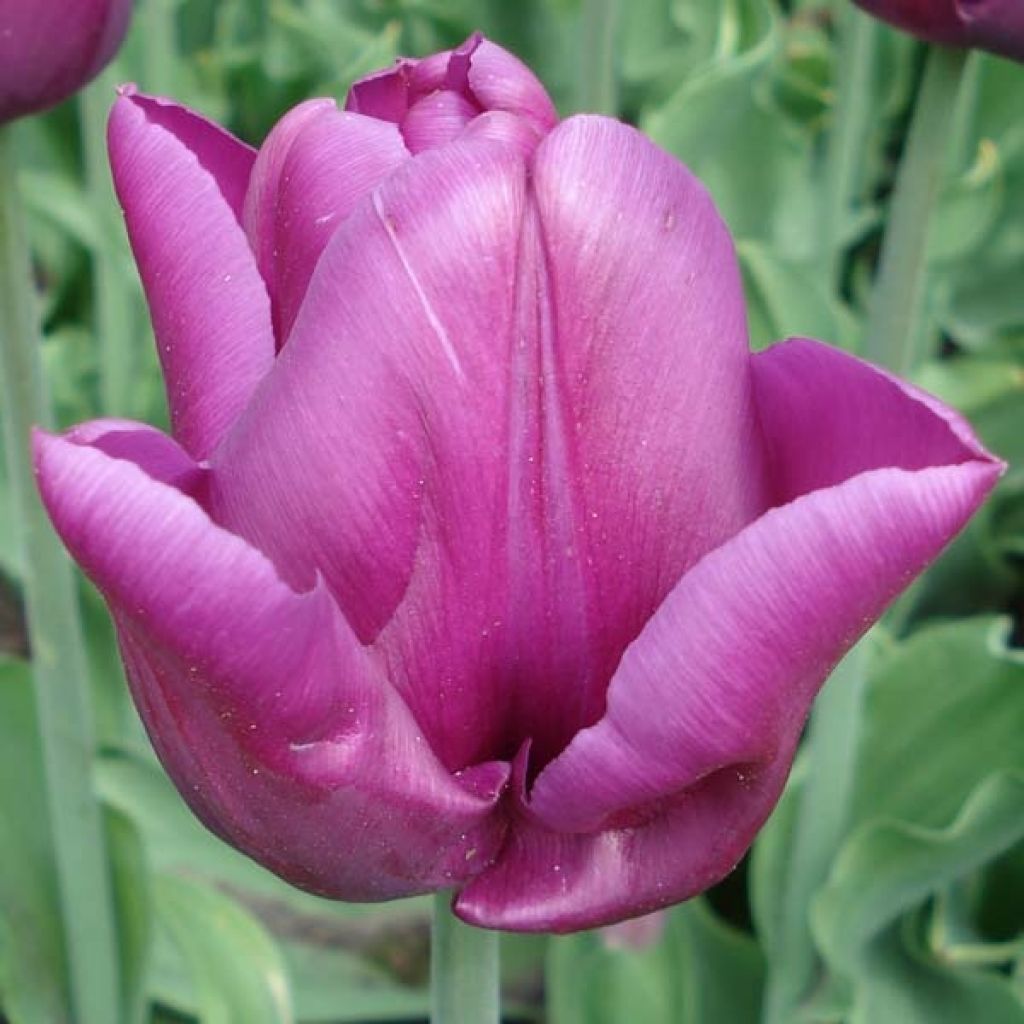 Triumph-Tulpe Passionale