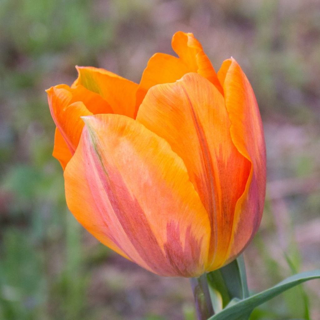 Triumph-Tulpe Princesse Irène