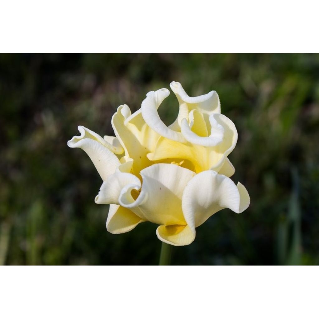 Triumph-Tulpe Yellow Crown