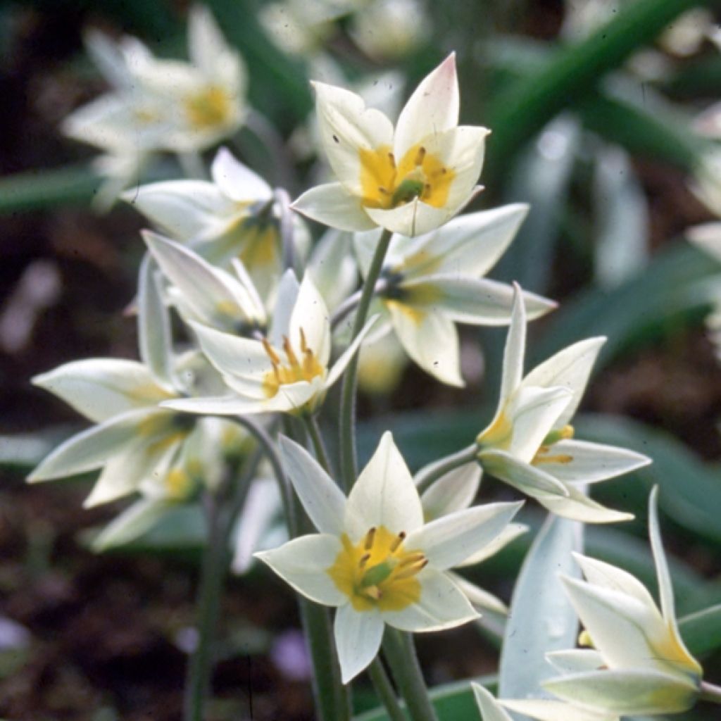 Tulipa turkestanica - Turkestan-Tulpe