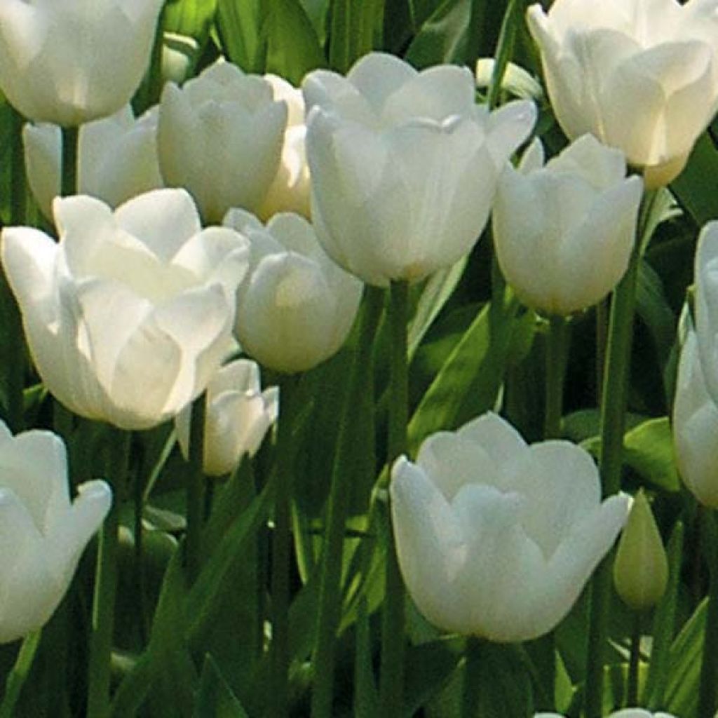 Triumph-Tulpe White Dream