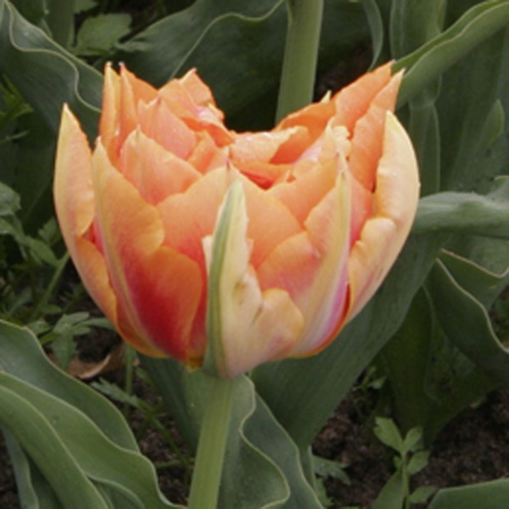 Frühe Gefüllte Tulpe Willem van Oranje