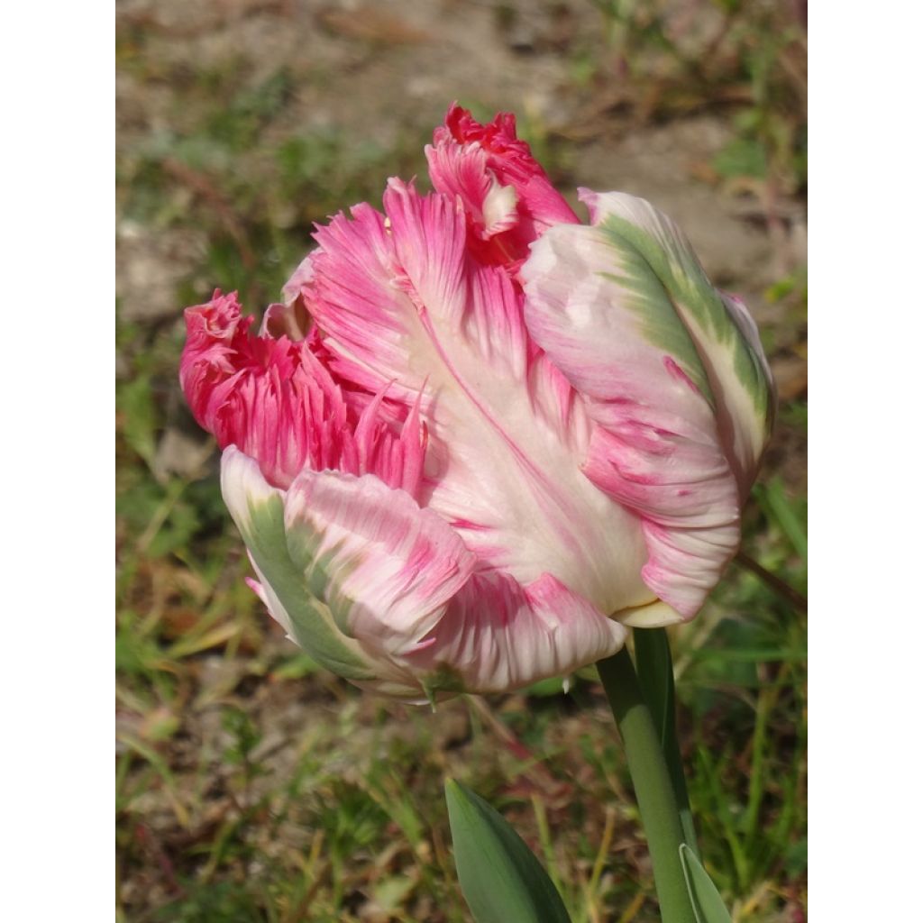 Papageien-Tulpe Apricot Parrot