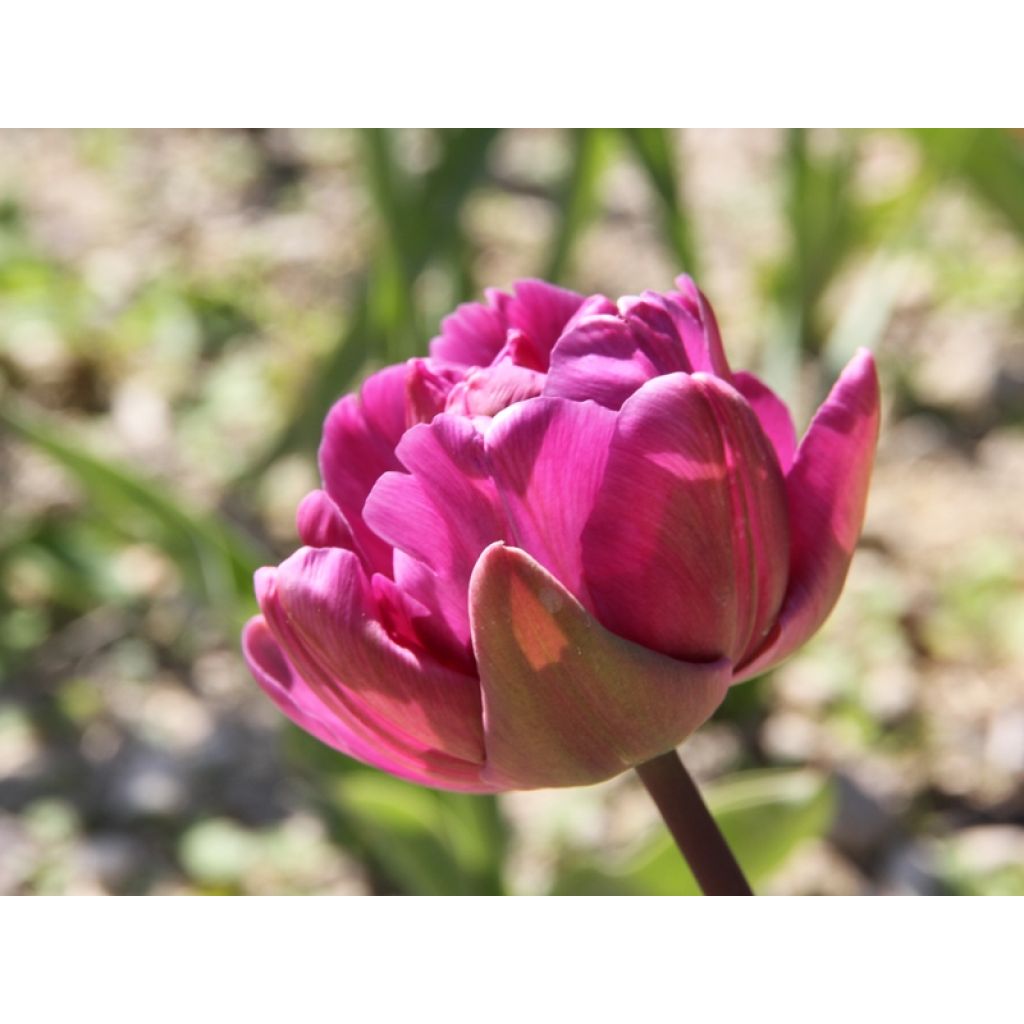 Späte Gefüllte Tulpe Diamant Bleu