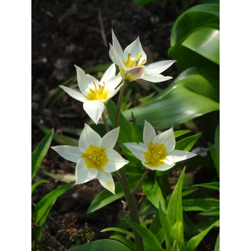 Tulipa turkestanica - Turkestan-Tulpe