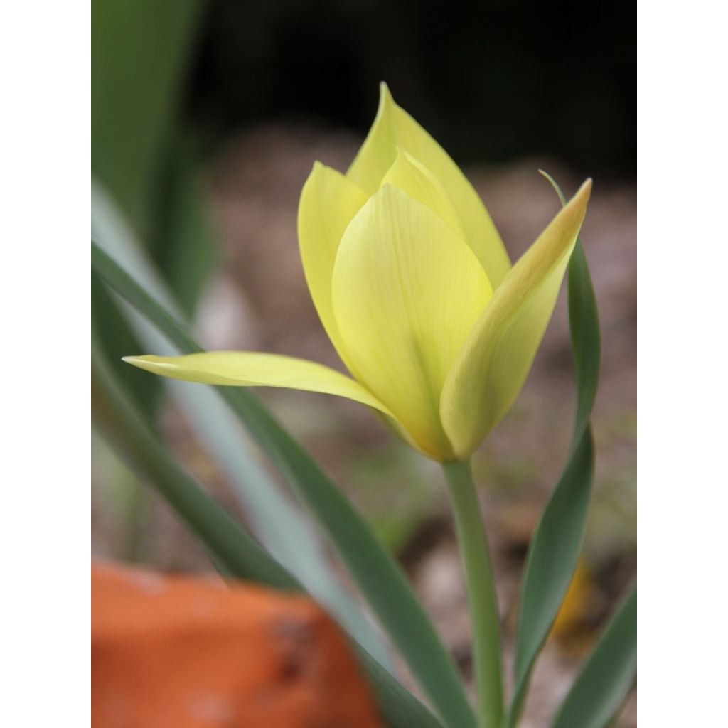 Tulipa clusiana Honky Tonk - Clusius-Tulpe