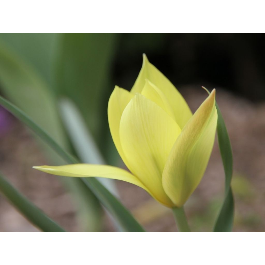 Tulipa clusiana Honky Tonk - Clusius-Tulpe