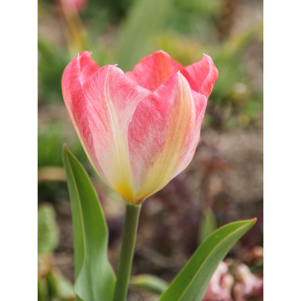 Tulipa fosteriana Flaming Purissima