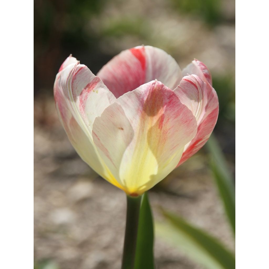 Tulipa fosteriana Flaming Purissima