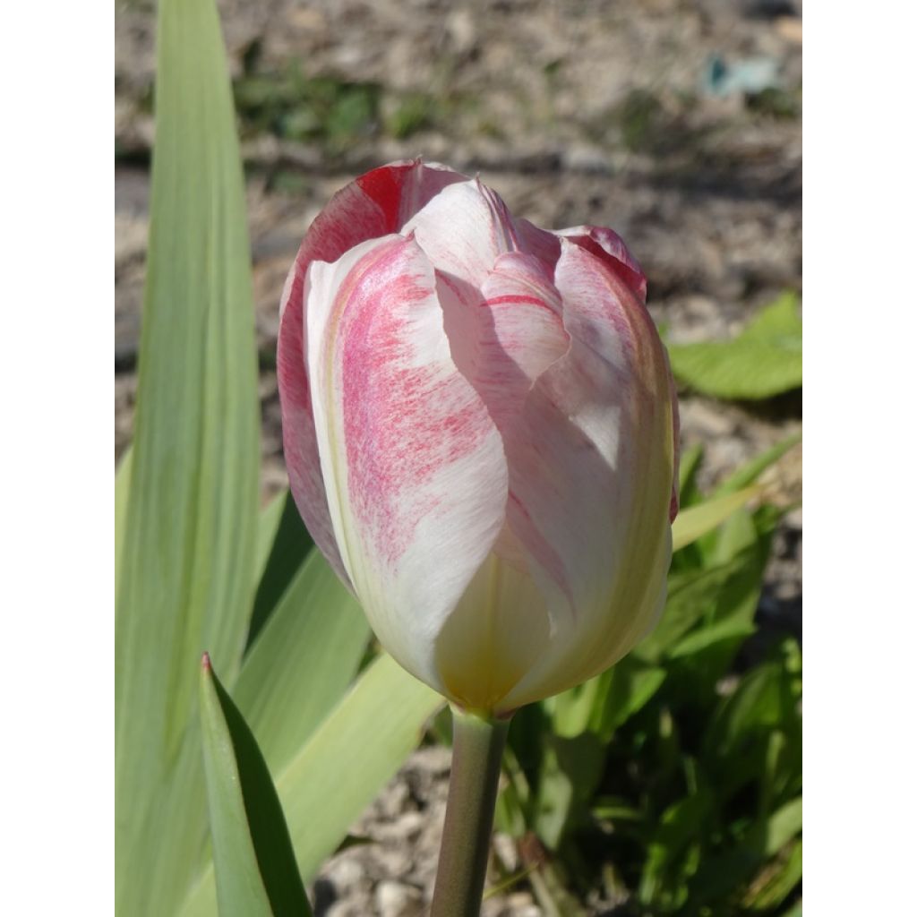 Tulipa fosteriana Flaming Purissima