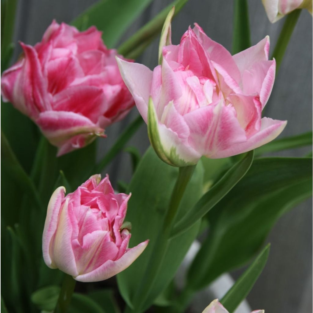 Frühe Gefüllte Tulpe Peach Blossom