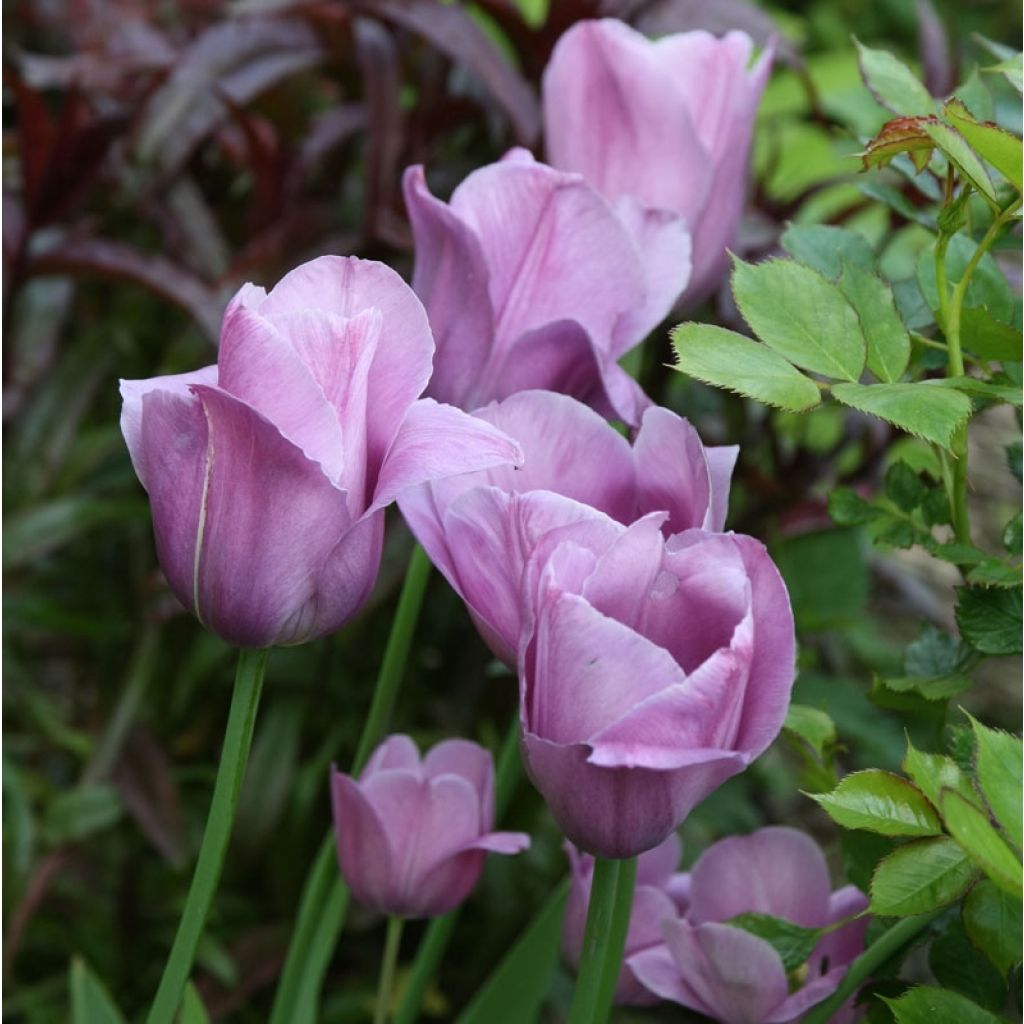 Späte Einfache Tulpe Violet Beauty