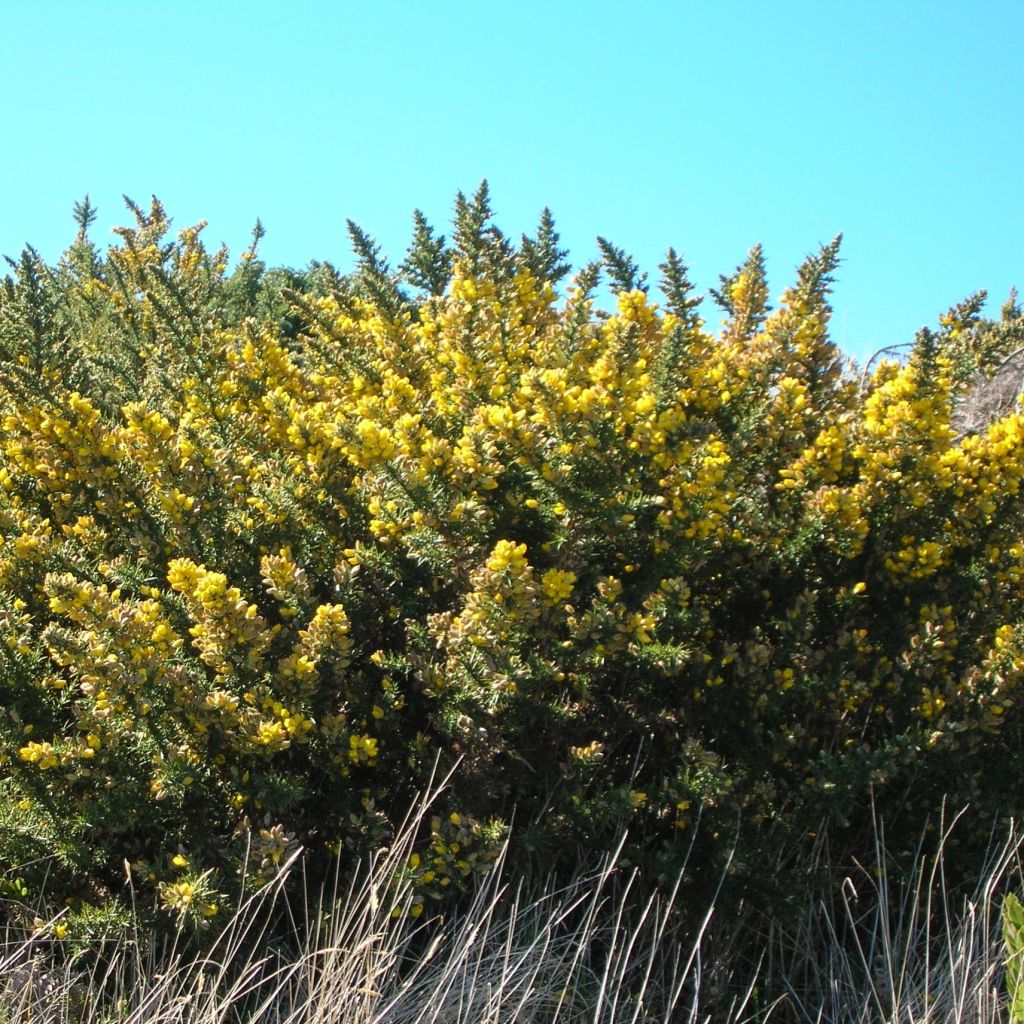 Ulex europaeus - Europäischer Stechginster