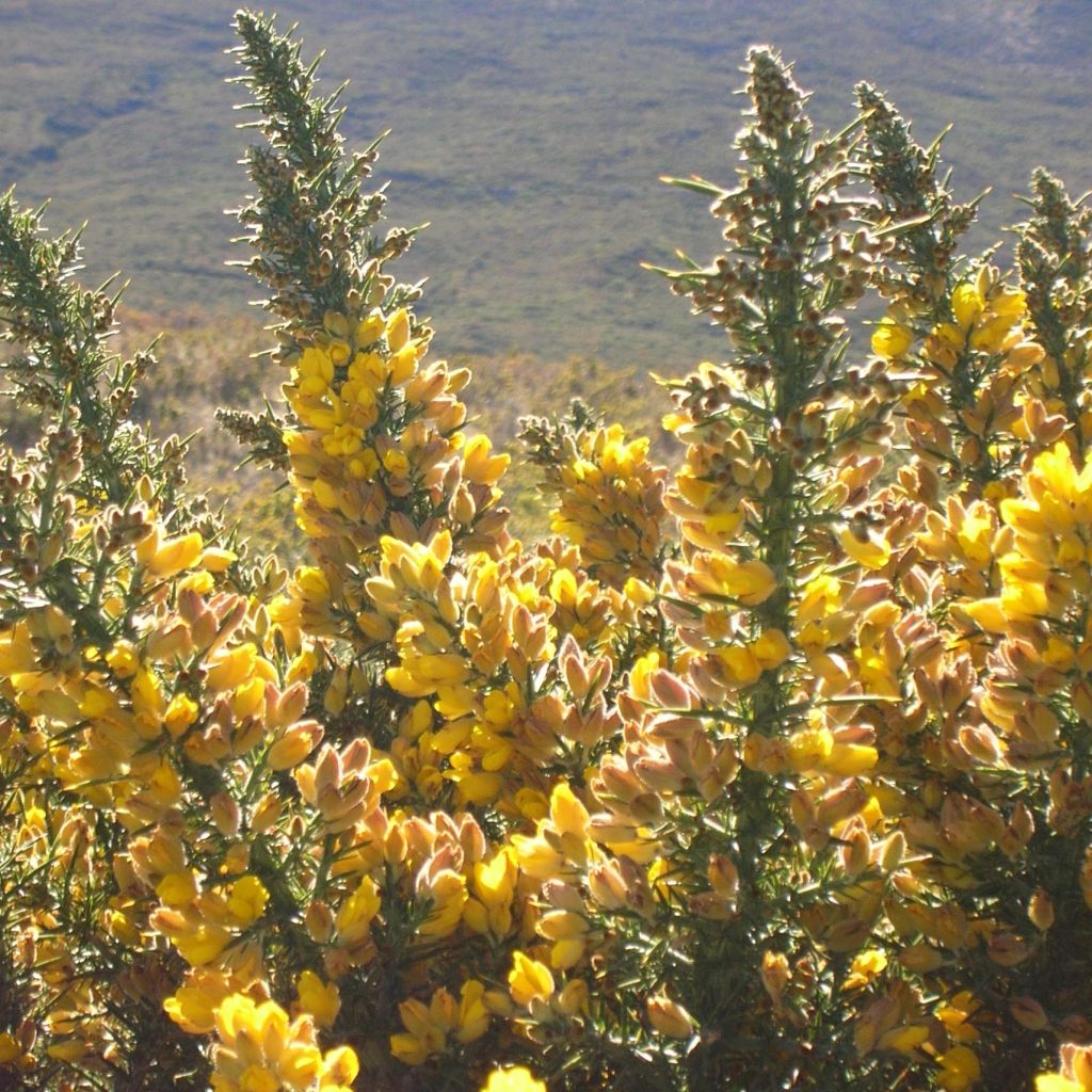 Ulex europaeus - Europäischer Stechginster