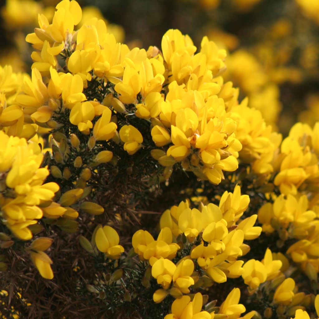 Ulex europaeus - Europäischer Stechginster