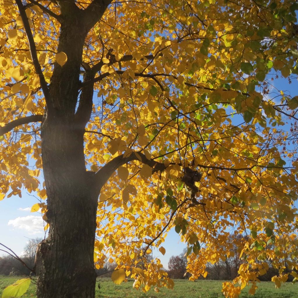 Berg-Ulme - Ulmus glabra