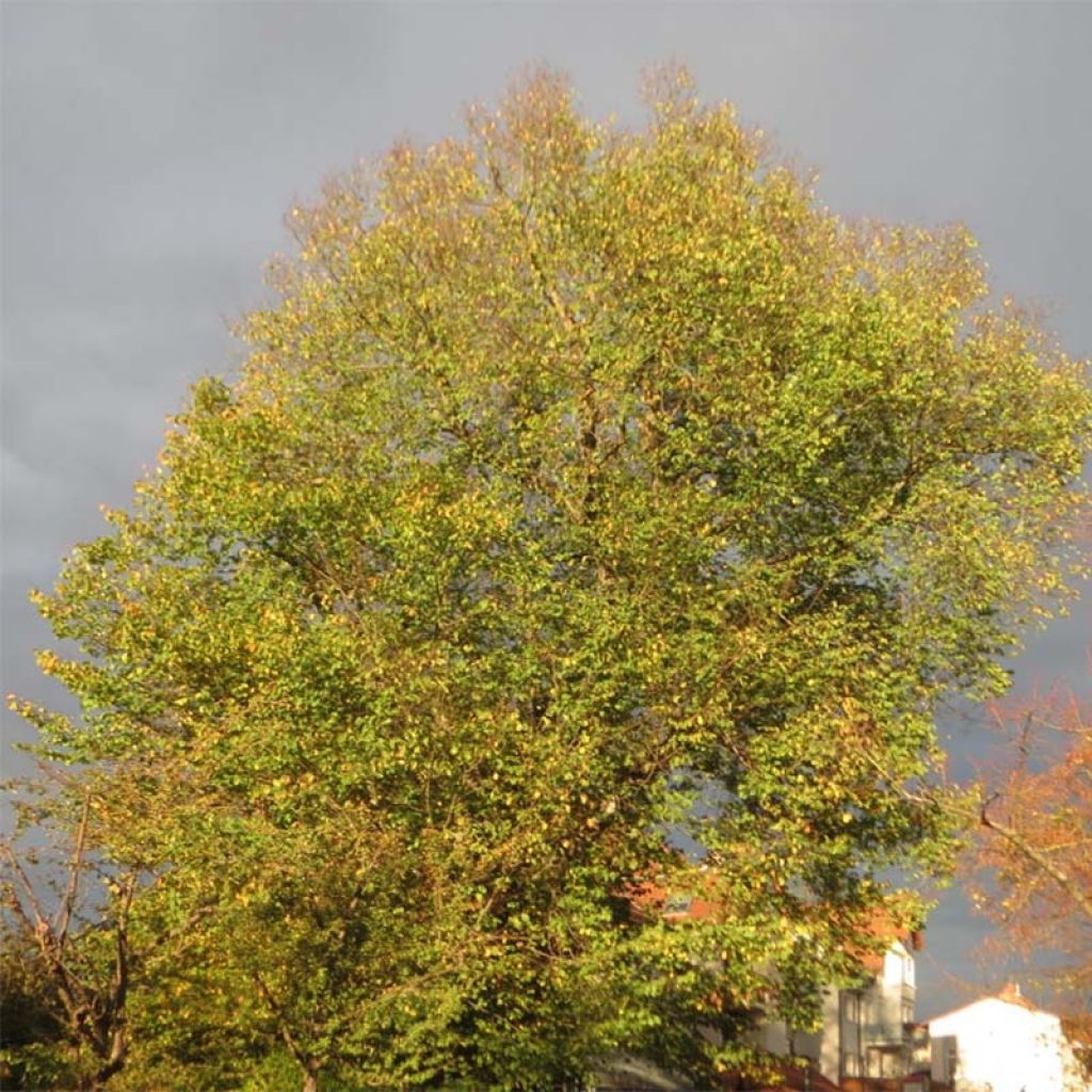 Berg-Ulme - Ulmus glabra