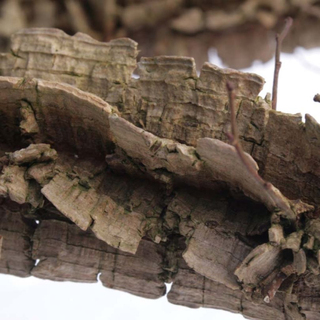 Ulmus minor suberosa - Orme champêtre