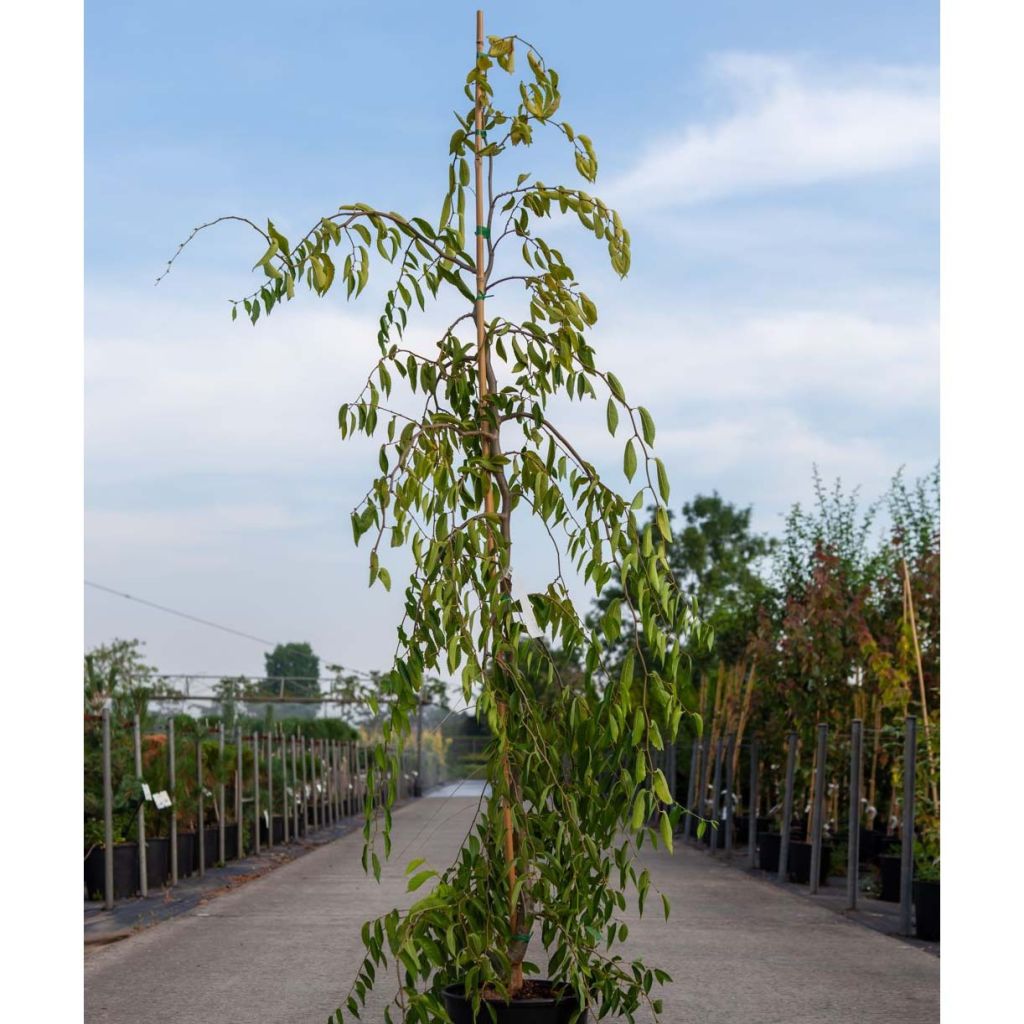 Berg-Ulme Mauro - Ulmus glabra var. Pendula