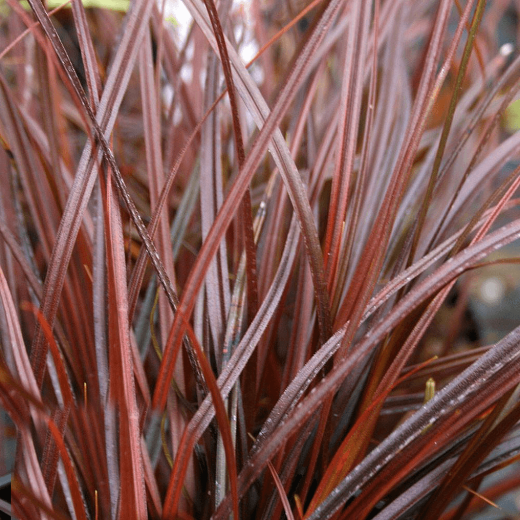 Uncinia rubra Everflame - Mahagonigras