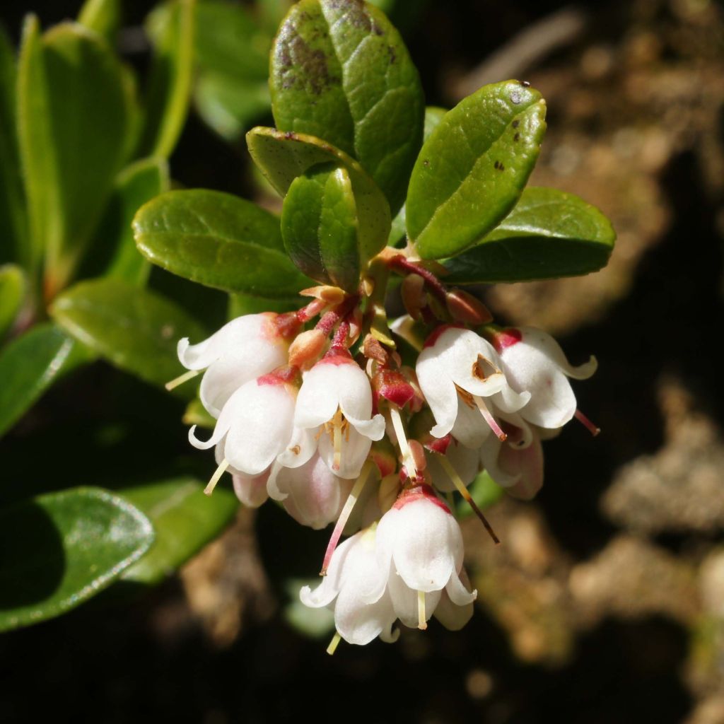 Preiselbeere - Vaccinium vitis idaea