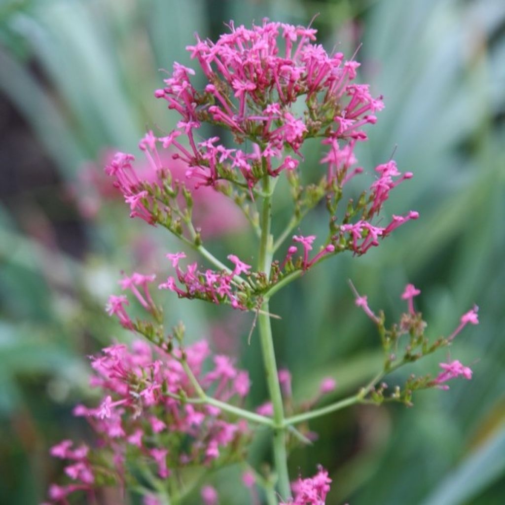 Rote Spornblume - Centranthus ruber