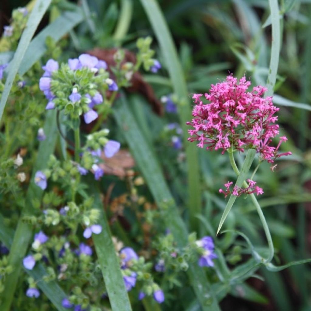 Rote Spornblume - Centranthus ruber