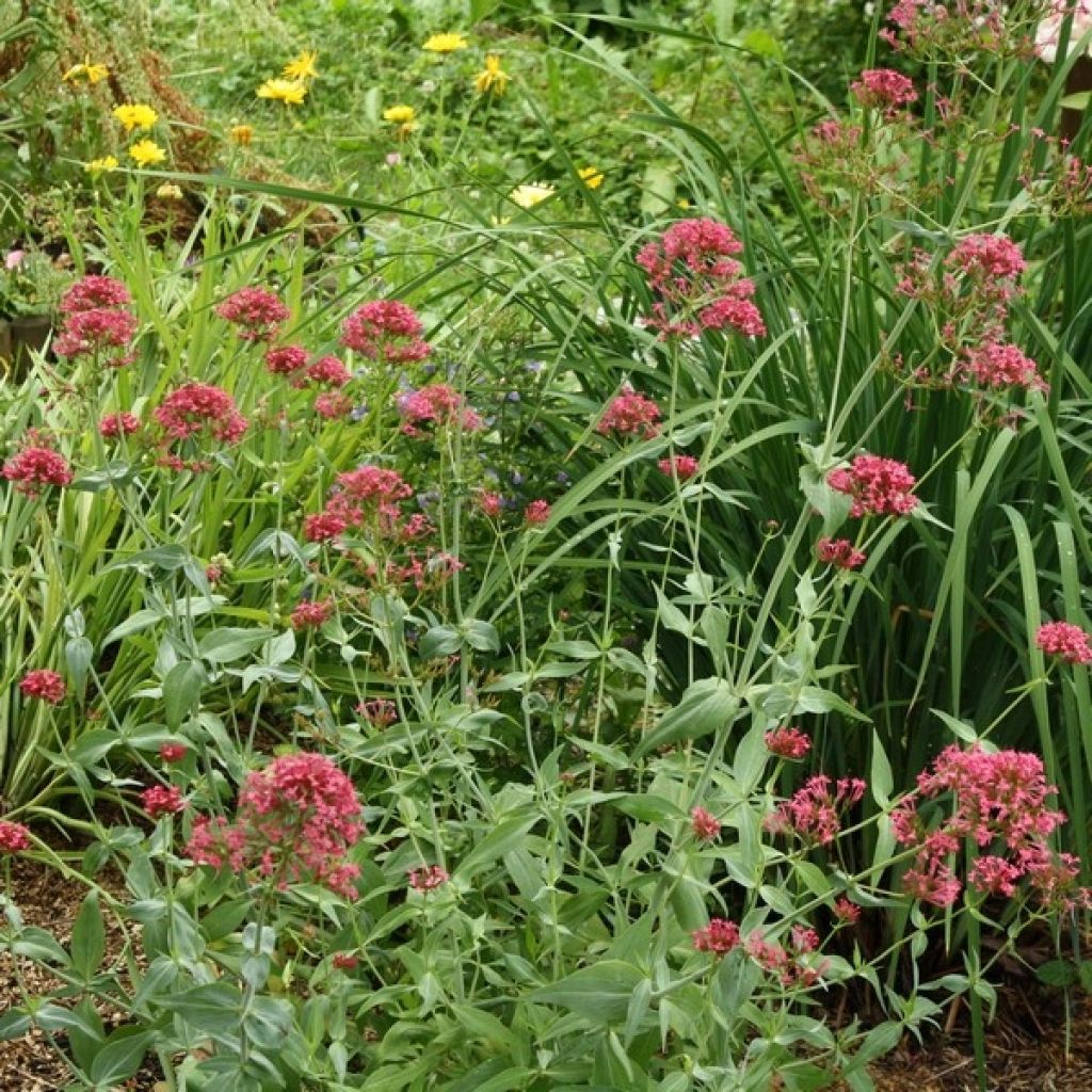 Rote Spornblume - Centranthus ruber